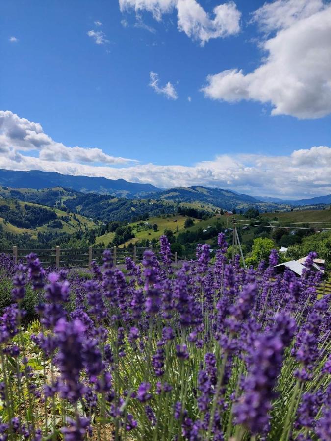 Lavender Valley Perekrestnoye 外观 照片