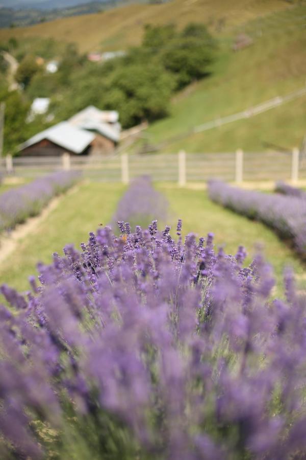 Lavender Valley Perekrestnoye 外观 照片