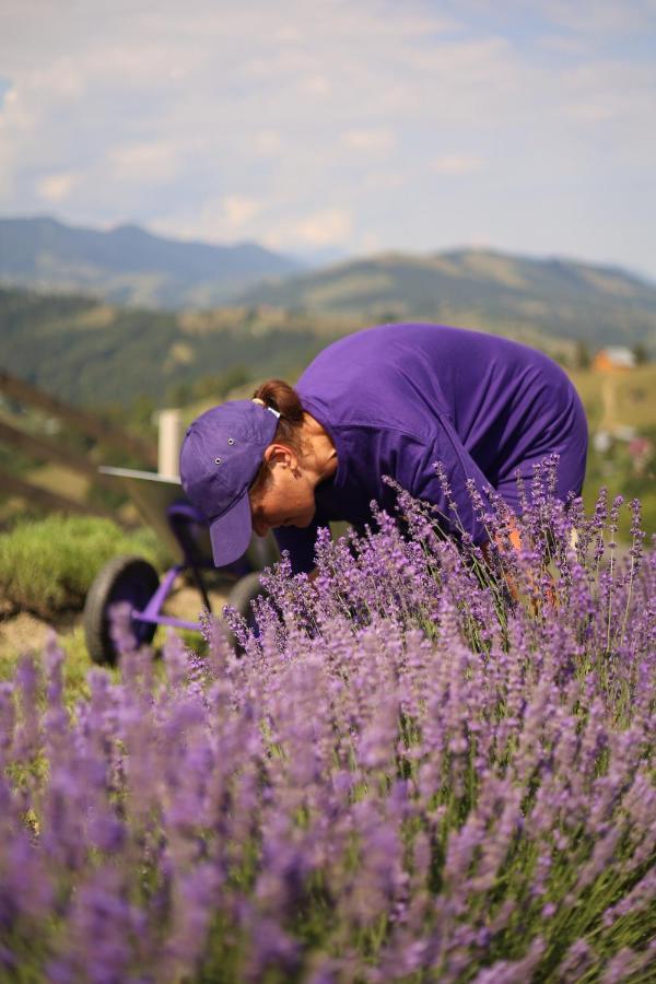 Lavender Valley Perekrestnoye 外观 照片